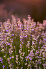 Lavender flowers in a field