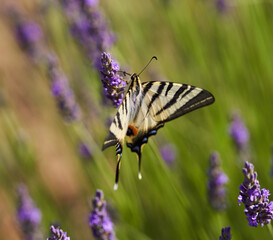Swallowtail butterfly on lavender flowers