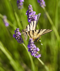 Swallowtail butterfly on lavender flowers
