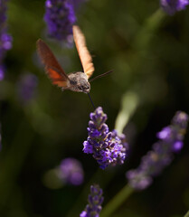 Hummingbird moth on lavender flowers