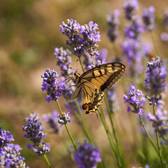 Swallowtail butterfly on lavender flowers