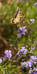Swallowtail butterfly on lavender flowers