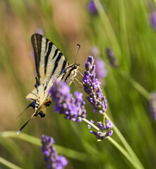 Swallowtail butterfly on lavender flowers
