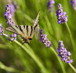 Swallowtail butterfly on lavender flowers