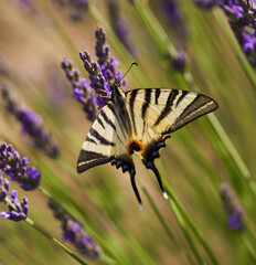 Swallowtail butterfly on lavender flowers