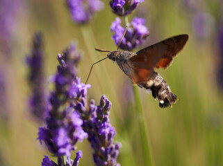 Hummingbird moth on lavender flowers