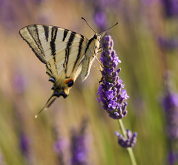 Swallowtail butterfly on lavender flowers
