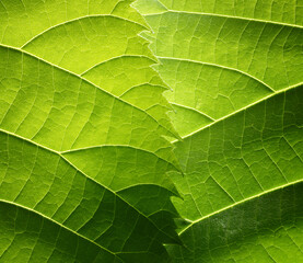 Green leaves macro abstract nature background