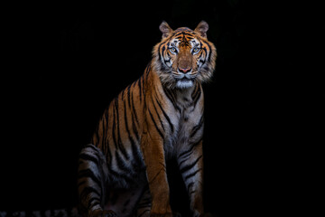 A tiger is a ferocious animal.