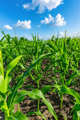 Obraz premium Lush Green Cornfield under a Bright Blue Sky with Fluffy Clouds in a Rural Farm Landscape