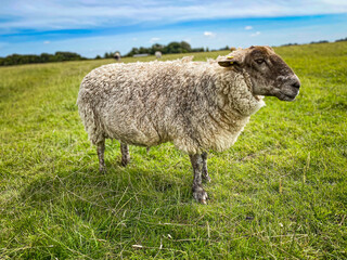 Friedliches Schaf auf grüner Wiese unter blauem Himmel