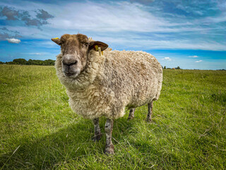 Friedliches Schaf auf grüner Wiese unter blauem Himmel