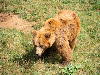 Fototapeta premium Gorillas in Cabarceno Park (Cantabria)
