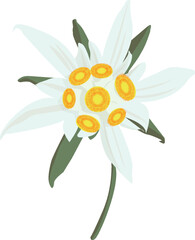 edelweiss flower clipart or illustration isolated on a transparent background. german edelweiss flower png.


