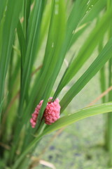 Closeup of bright pink apple snail eggs on rice plant