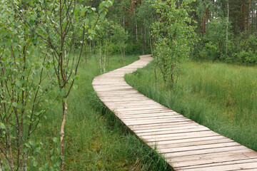 Obraz premium wooden walkways, nature trail on protected peat fen landscape with small birch trees