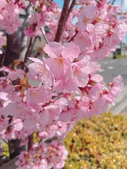 桜