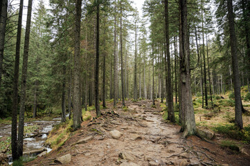 Mountain path among trees and open areas in the Carpathian Mountains. Beautiful nature landscape. Ukraine
