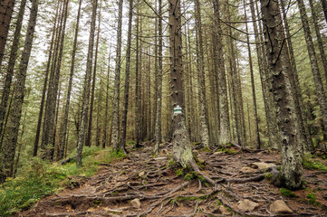 Mountain path among trees and open areas in the Carpathian Mountains. Beautiful nature landscape. Ukraine