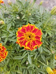 orange dahlia flower