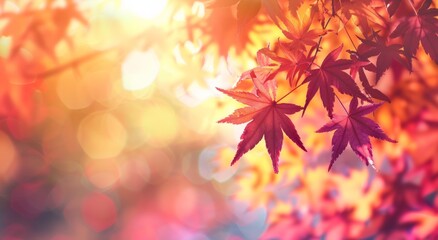 Autumn background with red Japanese maple leaves
