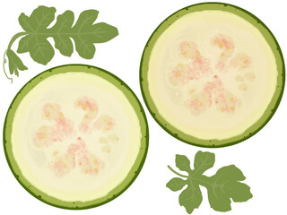 未熟なスイカの輪切りイラスト