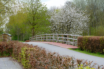 A pathway through the park on the cold spring day. Trees in bloom in the middle of the spring day in Europe