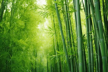 Fototapeta premium Bamboo grove nature backgrounds outdoors.