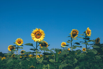 Obraz premium Beautiful summer field full of blooming sunflowers in a sunny day. Natural rustic landscape for background.