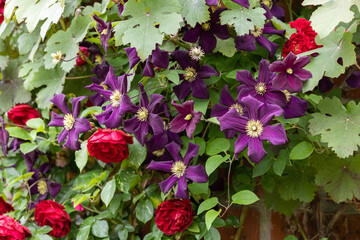 Red roses and purple clematis flowers blooming in early summer.