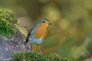 Closeup portrait of a eurasian robin. A redbreast in the nature habitat. Erithacus rubecula