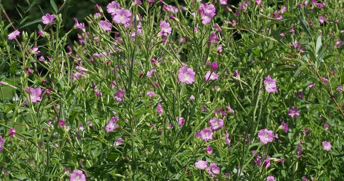 Great willowherb herb (Epilobium hirsutum) displaying small pretty pink-and-cream flowers on stems with lanceolate anf toothed green foliage, plant  visited for its nectar by many insects
