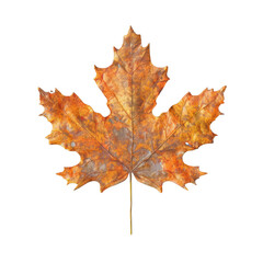 A single, vibrant orange maple leaf with intricate veins, isolated on a black background.  Perfect for autumnal designs and projects.