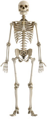 Human skeleton standing with arms at side.