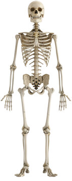 Human skeleton standing with arms at side.