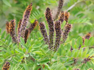 Desert false indigo shrub with flowers, Amorpha fruticosa