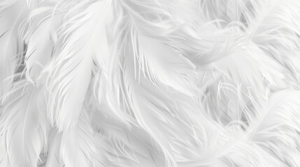White feathers for photography and design. Create a delicate and elegant background with white feathers.