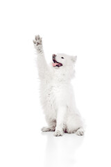 Joyful Samoyed sitting upright with one paw raised high as if waving or giving high-five against white studio background. Concept of animal life, pet lovers, veterinary, canine food. Ad © Lustre Art Group 