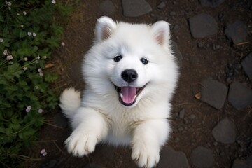 Samoyed cub looking up at camera animal pet mammal.