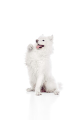 Furry Samoyed sits upright with its paw lifted high, seemingly in gesture of greeting or asking for treat against white studio background. Concept of animal life, pet lovers, veterinary, canine food.