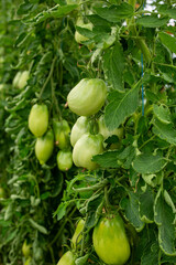Fresh green tomatos growing in warm house in July in summer