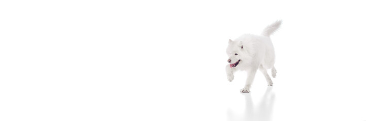 Fototapeta premium Banner. Furry Samoyed dog running with open mouth and playful look against white studio background with negative space. Concept of animal life, pet lovers, veterinary, canine food. Ad