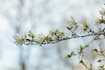 White flowers on a tree branch
