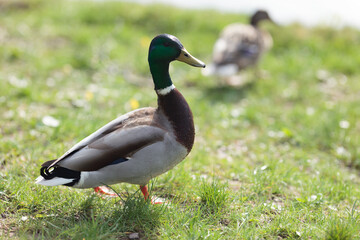 Mallard duck standing on grass