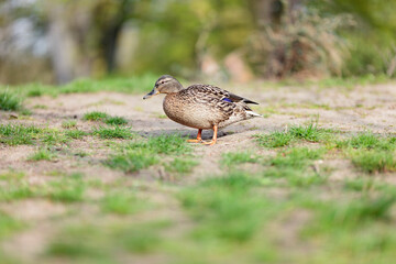 Duck strolling in a grassy area