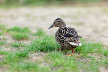 Fototapeta premium Duck walking on grass