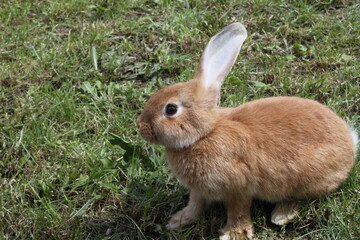 rabbit in the grass