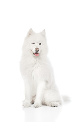 Obraz premium Samoyed sits elegantly, showing its thick, snowy white fur and friendly winks against white studio background. Concept of animal life, pet lovers, veterinary, canine food. Ad
