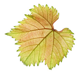 Close up fresh young vine leaf, grapevine  isolated on white background, clipping
