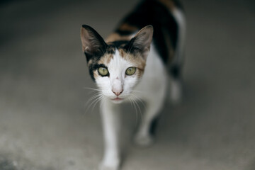 portrait of a cat